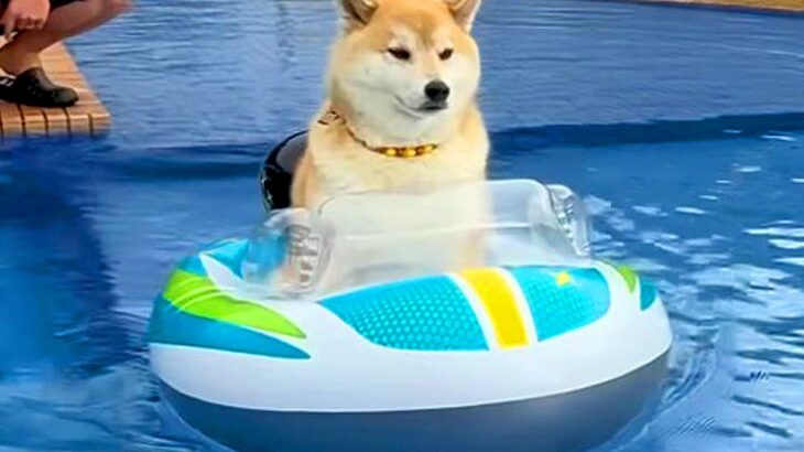 プールで浮き輪に乗る柴犬→『楽しんでいるな』と思ったら…1時間後の『まさかの光景』が60万再生「親泣かせｗｗ」「過去一笑った」と反響(ブログ)
