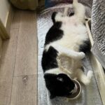 【気力ゼロ】暑くて転がっていた猫ちゃん、起きるのが面倒で仰向けのまま水を飲んでしまう(ブログ)