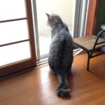 猫の障子破りがまさかの警察沙汰に…ご近所さんに通報されてしまった驚きの理由とは？(ブログ)