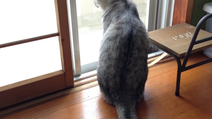 猫の障子破りがまさかの警察沙汰に…ご近所さんに通報されてしまった驚きの理由とは？(ブログ)