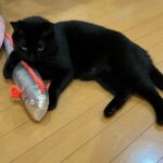 リュウグウノツカイは渡さニャい！けりぐるみに執着する黒猫ちゃん、ワガママかと思いきや実は弟想いの優しい猫だった(ブログ)