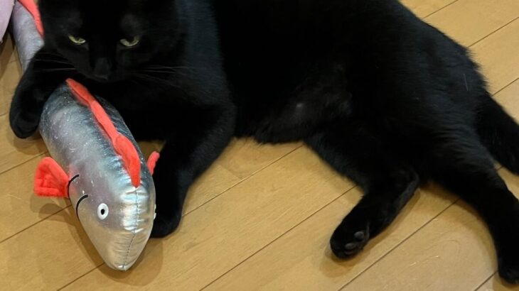 リュウグウノツカイは渡さニャい！けりぐるみに執着する黒猫ちゃん、ワガママかと思いきや実は弟想いの優しい猫だった(ブログ)