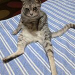四次元ポケットから何か出てきそう！お腹に手をしまい込んだ猫ちゃんの奇抜なポーズに3.7万いいねの熱視線(ブログ)
