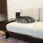 「これは分かんないわ」クッションにしか見えない猫ちゃんの擬態っぷりがスゴすぎた(ブログ)