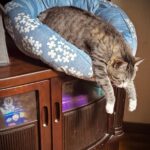 今にもこぼれ落ちそうな姿で眠り続ける猫ちゃん、危機感ゼロだけどオヤツの音に反応して起きてしまう(ブログ)