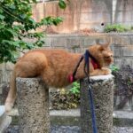 「触ってもいいんですか？」お腹を見せながら円柱ブロックでくつろぐ猫の姿にツッコミが殺到(ブログ)
