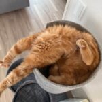 事件なのか寝ているだけなのか、猫がホラーな格好でひっくり返っている意外な理由とは？(ブログ)