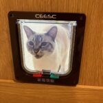 ドアの通り方が分からニャい「開けて～！」と必死に訴える猫ちゃんの姿が可愛すぎて17万いいねの大反響(ブログ)