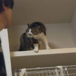 「旦那、すれ違い様にやんのかされてた」猫から理不尽に警告を受ける姿がシュールすぎてじわじわくる(ブログ)