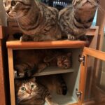 収納力MAXで定員オーバー！友人宅からもらってきた棚を占領する猫たちの姿に10万いいねの大反響(ブログ)