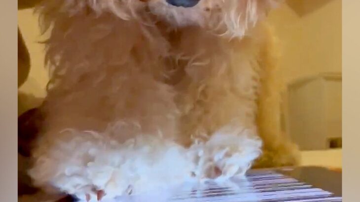 タブレットでピアノを演奏する犬…まさかの『天才ピアニストすぎる光景』が112万再生「実は犬なんだよね」「勢いで草」「落ち着けｗｗ」(ブログ)