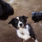 愛犬に対して他人にさせてはいけない『NG行為』4選　愛犬が不信感やトラウマを抱える原因となる可能性も(ブログ)