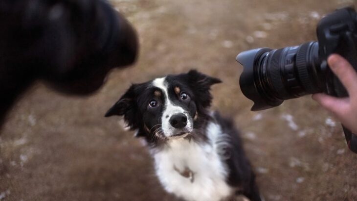 愛犬に対して他人にさせてはいけない『NG行為』4選　愛犬が不信感やトラウマを抱える原因となる可能性も(ブログ)