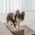 犬がいる部屋にNGな『家具・環境』5つ　命に関わるトラブルの可能性から注意すべきことまで(ブログ)
