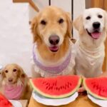 3匹の犬が『スイカ』を食べた結果、1匹だけが…もはや達人レベルな『衝撃の早食い』に74万再生の反響「選手権出れるｗ」「個性出てて可愛い」(ブログ)
