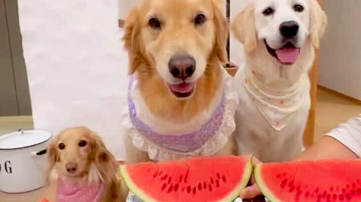 3匹の犬が『スイカ』を食べた結果、1匹だけが…もはや達人レベルな『衝撃の早食い』に74万再生の反響「選手権出れるｗ」「個性出てて可愛い」(ブログ)