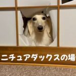 『自分は小さい』と思いこんでいる大型犬→小型犬が通った隙間を通ろうとして…まさかの『切なすぎる光景』が話題「なんで？って顔ｗ」「可愛い」(ブログ)
