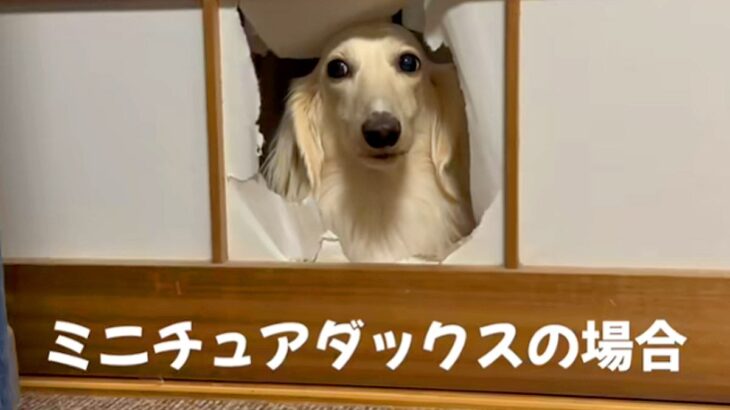 『自分は小さい』と思いこんでいる大型犬→小型犬が通った隙間を通ろうとして…まさかの『切なすぎる光景』が話題「なんで？って顔ｗ」「可愛い」(ブログ)