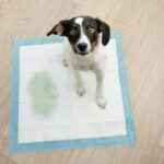 犬が『何度もおしっこをする』原因5選　頻尿かどうかを判断する基準とは？(ブログ)
