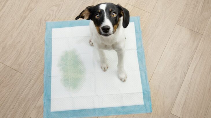 犬が『何度もおしっこをする』原因5選　頻尿かどうかを判断する基準とは？(ブログ)