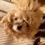 『いらないから』と裏切られた犬…保護主の決意と涙が止まらない『現在の光景』が20万再生「甘えたかったよね」「助けてくれてありがとう」(ブログ)