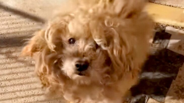 『いらないから』と裏切られた犬…保護主の決意と涙が止まらない『現在の光景』が20万再生「甘えたかったよね」「助けてくれてありがとう」(ブログ)