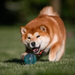 『ドジな犬』に共通する4つの特徴　おっちょこちょいな行動の原因から注意点まで(ブログ)