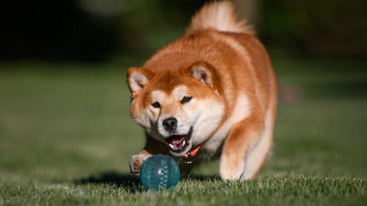 『ドジな犬』に共通する4つの特徴　おっちょこちょいな行動の原因から注意点まで(ブログ)
