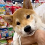 『生後6ヵ月の売れ残り犬』を家に迎えた結果…胸がいっぱいになる『1歳の誕生日を迎えた様子』が10万再生「感動した」「待っていたんだね」(ブログ)