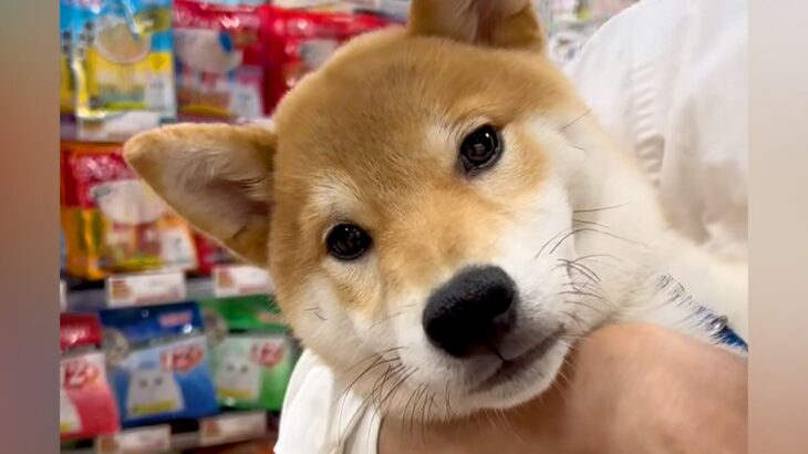 『生後6ヵ月の売れ残り犬』を家に迎えた結果…胸がいっぱいになる『1歳の誕生日を迎えた様子』が10万再生「感動した」「待っていたんだね」(ブログ)