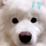 パパという単語がわかる大型犬に『パパ帰って来るよ』と伝えた結果…大好きが溢れ出した『おかえりなさい』が64万再生「一日の疲れ吹っ飛ぶ」(ブログ)