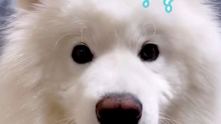パパという単語がわかる大型犬に『パパ帰って来るよ』と伝えた結果…大好きが溢れ出した『おかえりなさい』が64万再生「一日の疲れ吹っ飛ぶ」(ブログ)
