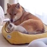 ベッドの上をウロウロする子猫→犬が場所を譲ってあげると…あまりにも尊い『優しい結末』が17万再生「ママに甘えてるみたい」「感動」と反響(ブログ)