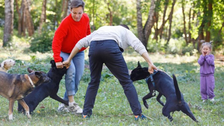 『多頭飼いに不向きな犬』の特徴5つ　手に負えなくなる可能性も…事前に知っておくべき注意点とは(ブログ)