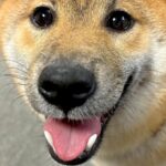 『両津勘吉』と呼ばれる子犬…？思わず笑ってしまう『可愛すぎるお顔』に1万いいね「ウフッて声出たｗ」「うちも両さんだった」共感の声も(ブログ)