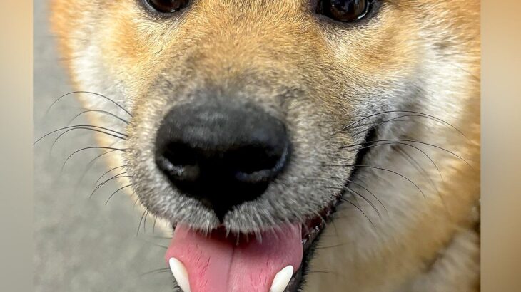 『両津勘吉』と呼ばれる子犬…？思わず笑ってしまう『可愛すぎるお顔』に1万いいね「ウフッて声出たｗ」「うちも両さんだった」共感の声も(ブログ)