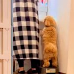 家事で大忙しの母→犬の『構ってアピール』を後回しにした結果…ふれくされながらも見せた『まさかの行動』が140万再生「必死でかわいい」と反響(ブログ)