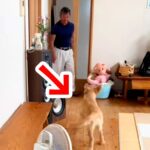 犬を飼うことに反対していたおじいちゃん→ゴールデンレトリバーの子犬が駆け寄ると…『まさかの反応』に「たまらんｗ」「メロメロ」と反響(ブログ)