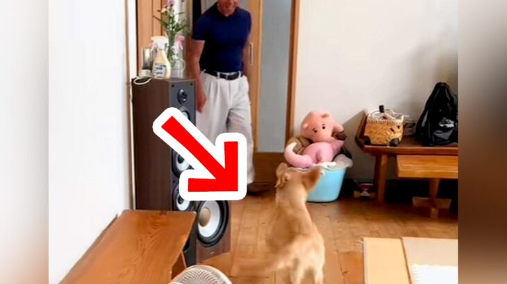 犬を飼うことに反対していたおじいちゃん→ゴールデンレトリバーの子犬が駆け寄ると…『まさかの反応』に「たまらんｗ」「メロメロ」と反響(ブログ)