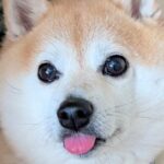 瞳が大きく可愛らしい柴犬→寝顔と比較してみた結果…『同一犬です』嘘のような差に1万8000いいね「舌認証できそうｗ」「めちゃ笑った」(ブログ)
