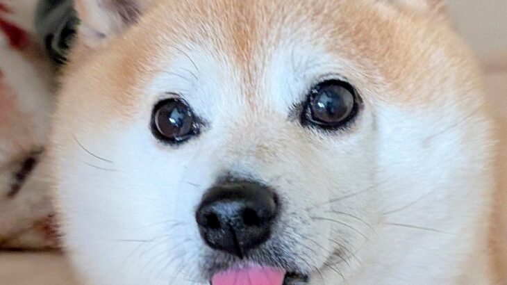瞳が大きく可愛らしい柴犬→寝顔と比較してみた結果…『同一犬です』嘘のような差に1万8000いいね「舌認証できそうｗ」「めちゃ笑った」(ブログ)