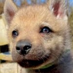 『つぶらな瞳の赤ちゃん犬』かと思っていたら→1年後…もはや別の犬？『カッコよすぎる成長』に「素晴らしい」「オオカミにしか見えない」と反響(ブログ)