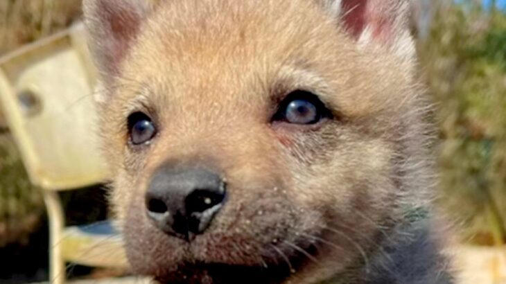 『つぶらな瞳の赤ちゃん犬』かと思っていたら→1年後…もはや別の犬？『カッコよすぎる成長』に「素晴らしい」「オオカミにしか見えない」と反響(ブログ)