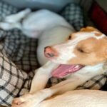 犬が『飼い主の帰宅』に無関心なときの理由4つ　素っ気なく感じる愛犬の心理から適切な接し方まで(ブログ)