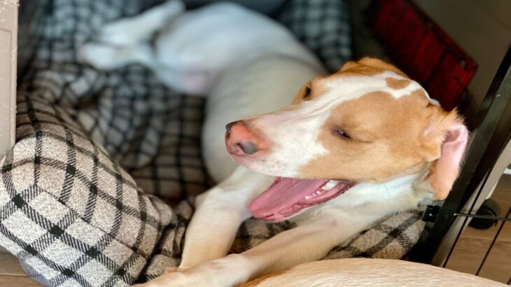 犬が『飼い主の帰宅』に無関心なときの理由4つ　素っ気なく感じる愛犬の心理から適切な接し方まで(ブログ)
