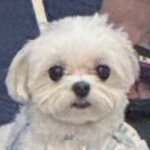 アウトレットでお買い物→外で待っていた犬が…ショッピングに集中できない『まさかの光景』が154万表示「バブみたまらん」「抱っこ一択ｗ」(ブログ)