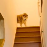 階段の上からお出迎えてくれる犬→『姉と兄への態度の違い』を比較した結果…あまりにも辛辣な光景が487万再生「差がｗ」「顔冷めすぎで草」(ブログ)