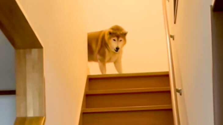 階段の上からお出迎えてくれる犬→『姉と兄への態度の違い』を比較した結果…あまりにも辛辣な光景が487万再生「差がｗ」「顔冷めすぎで草」(ブログ)
