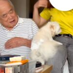 おじいちゃんのことが大好きすぎる犬→お姉ちゃんに隣を奪われた結果…嫉妬でブチギレまくる光景が152万再生「差がすごいｗ」「表情違いすぎ」(ブログ)
