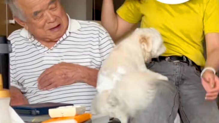 おじいちゃんのことが大好きすぎる犬→お姉ちゃんに隣を奪われた結果…嫉妬でブチギレまくる光景が152万再生「差がすごいｗ」「表情違いすぎ」(ブログ)